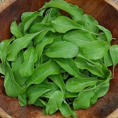 Vegetable Dictionary — Skokomish Valley Farms